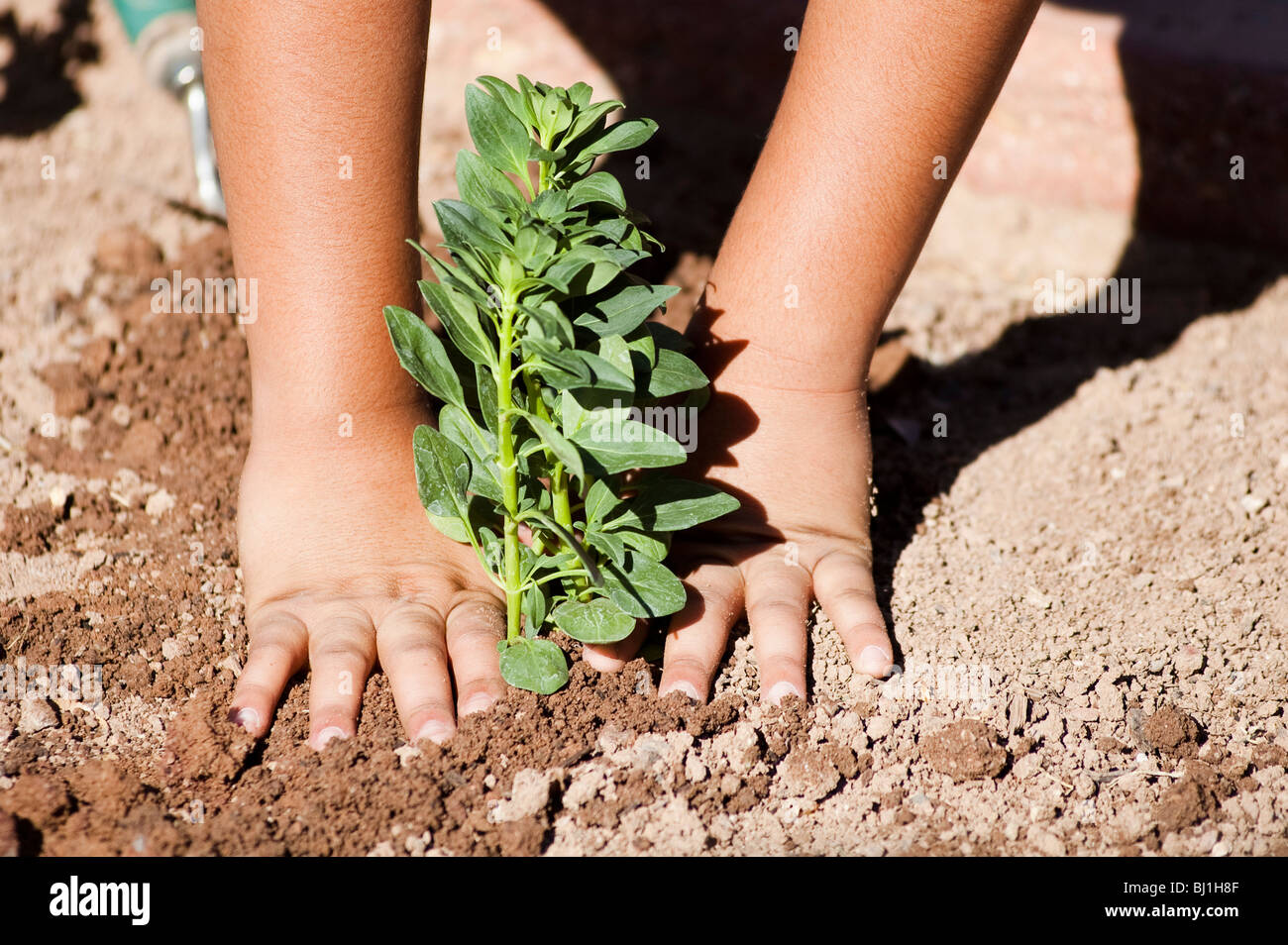 Un enfant plante un jardin fleuri comme une activité communautaire. Banque D'Images