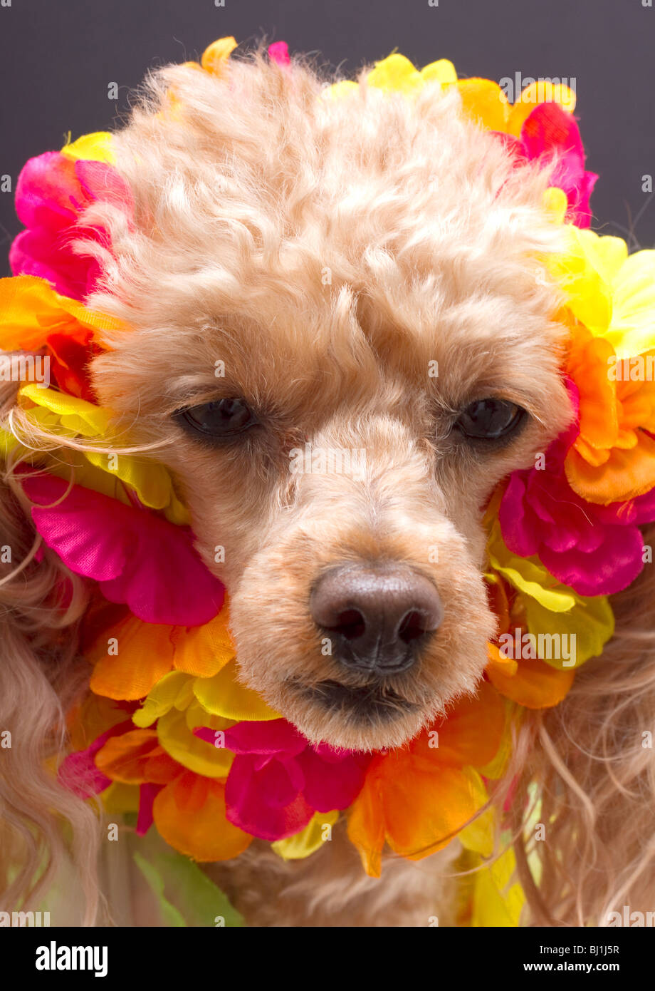 Chien avec un Lei sur son visage Banque D'Images