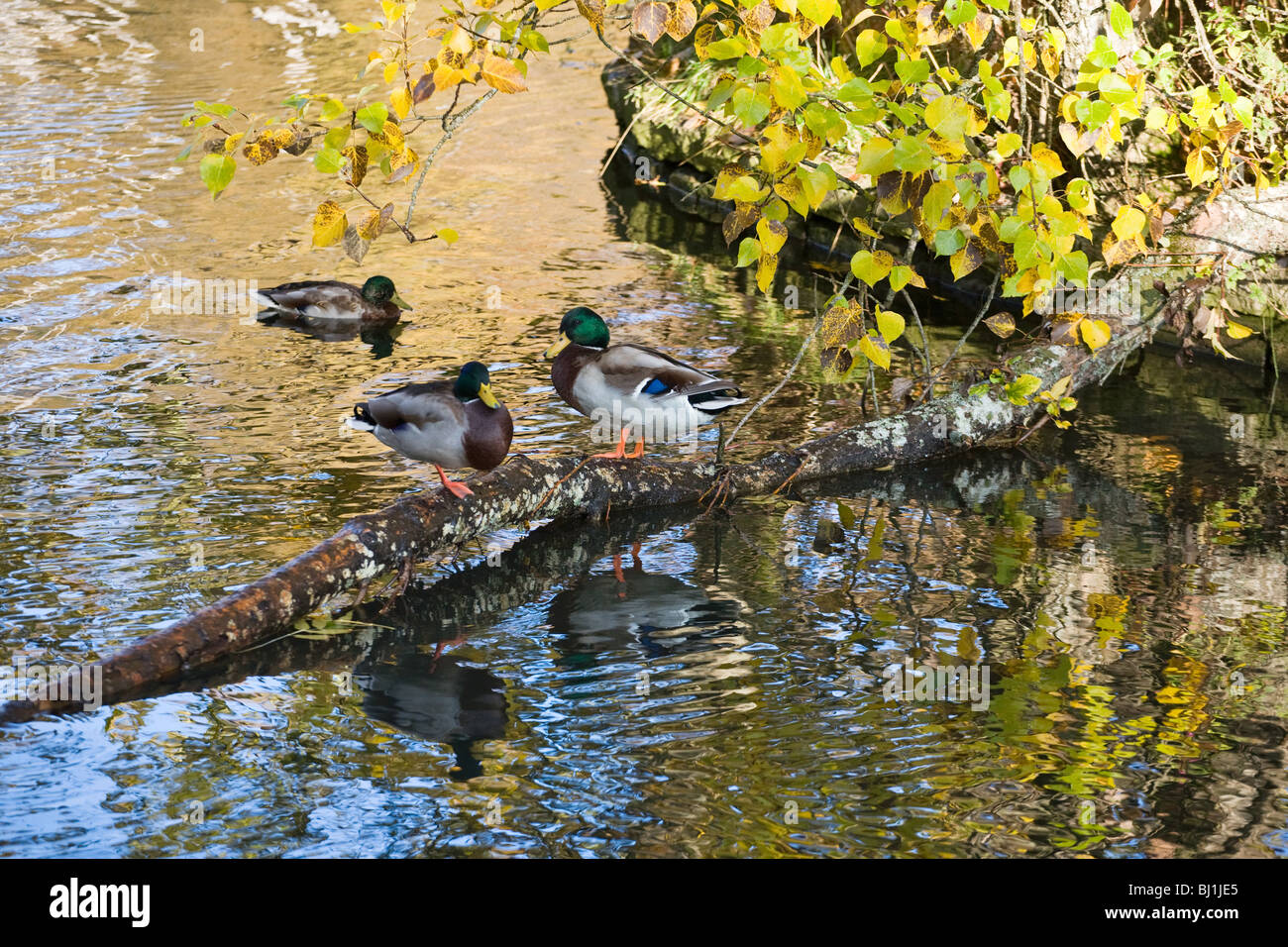 Les canards colverts assis sur un journal au fil de l'eau Banque D'Images