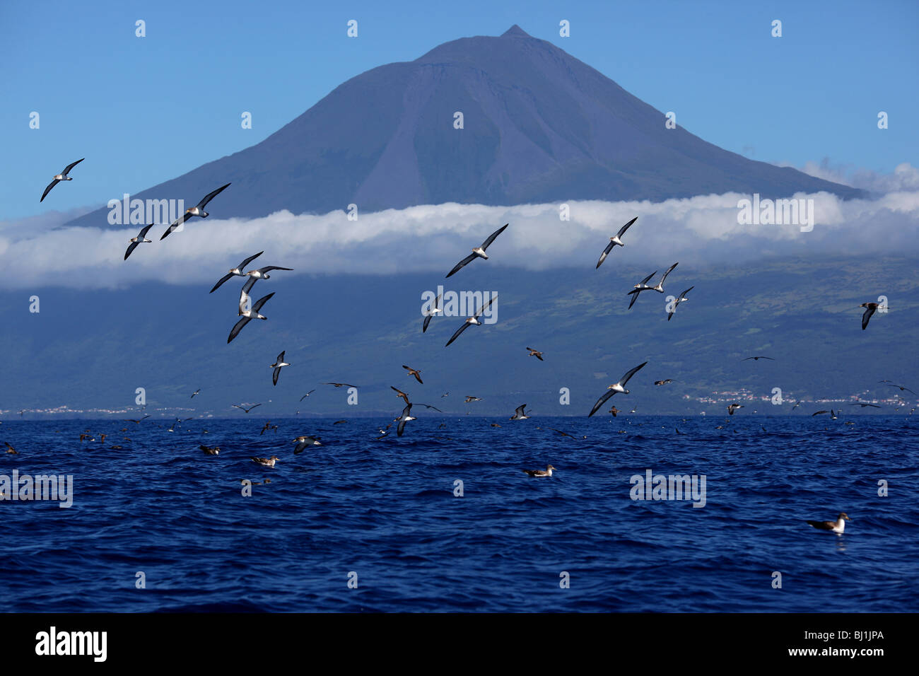 Puffin cendré avec formation de vol la montagne Pico dans le fond. L'île de Pico, Açores, Portugal Banque D'Images