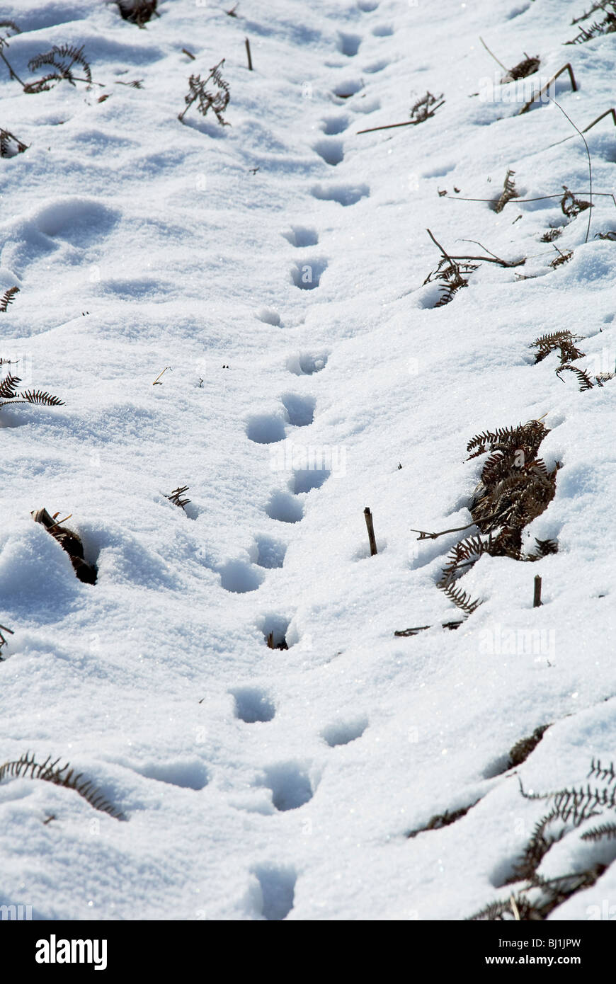 Traces de renard dans la neige Banque de photographies et d’images à haute résolution Alamy