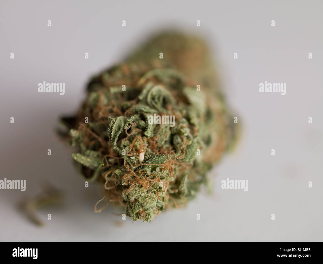 Tete De Cannabis Skunk Photo Stock Alamy