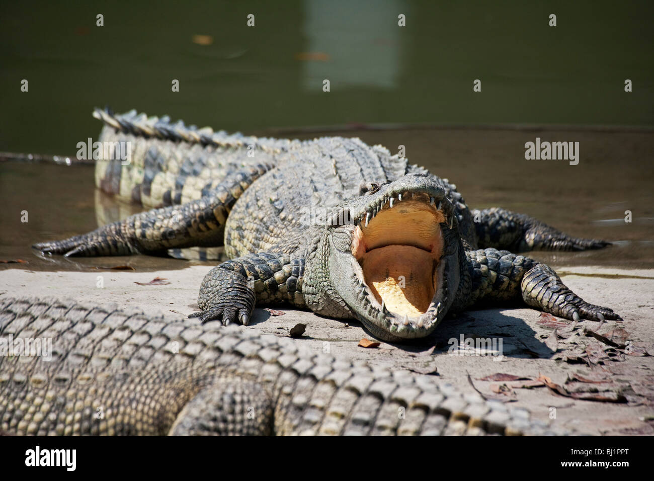 Le Siamois crocodile (Crocodylus siamensis) Banque D'Images