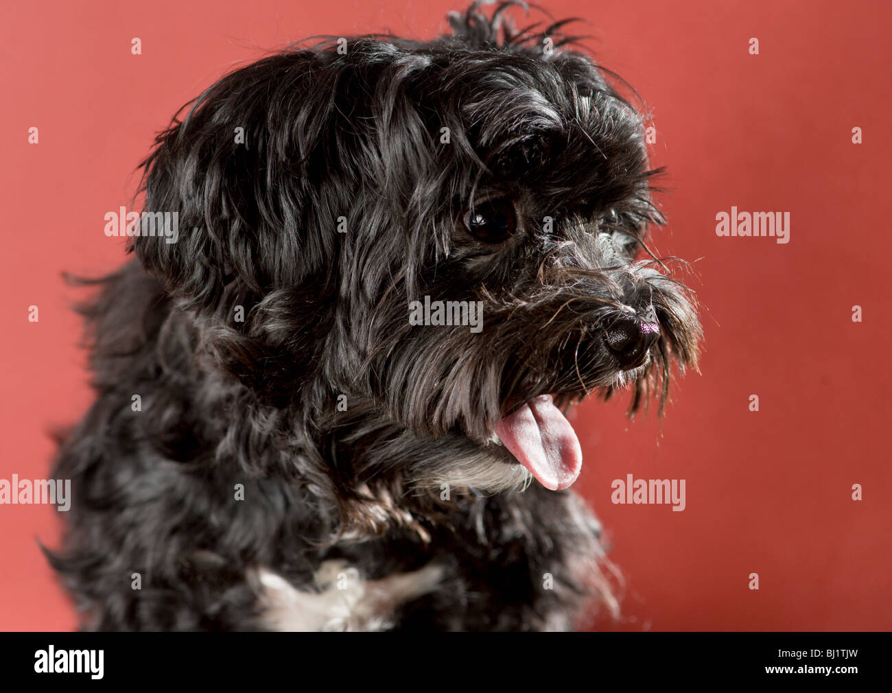 Yorkshire chien maltais mix noir à côté avec sa langue dehors Banque D'Images