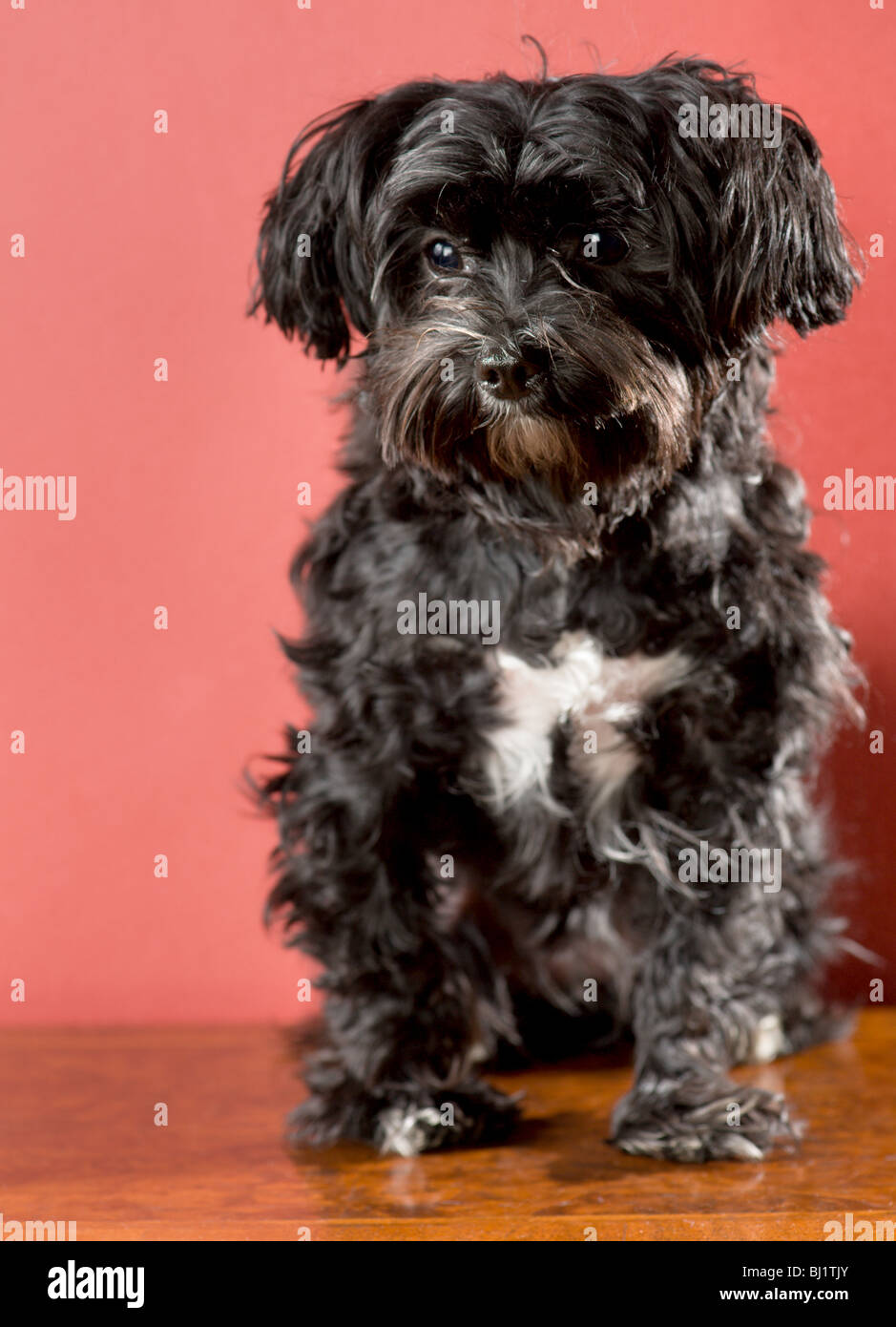 Portrait d'un maltais noir mélange yorkshire chien assis Banque D'Images