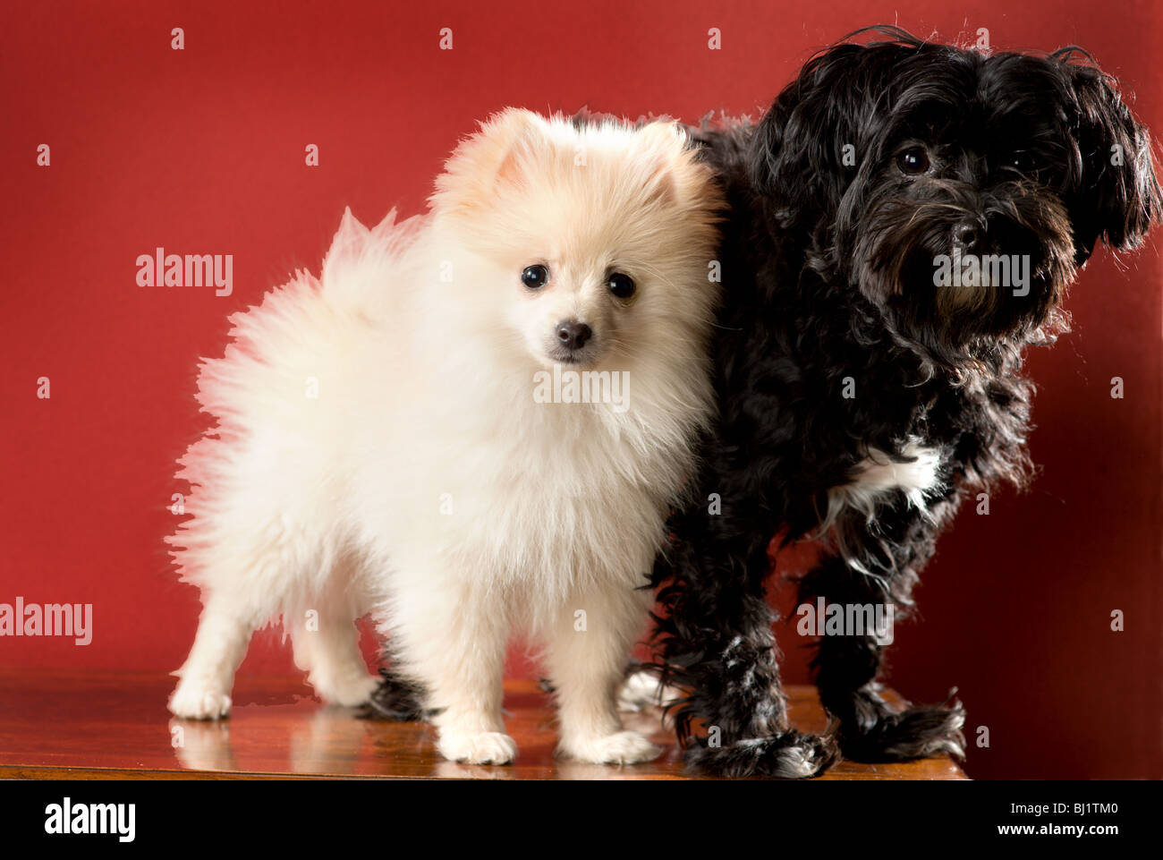 Chiot pomeranian blanc debout à côté d'un noir et blanc yorkshire chien maltais mix. Banque D'Images
