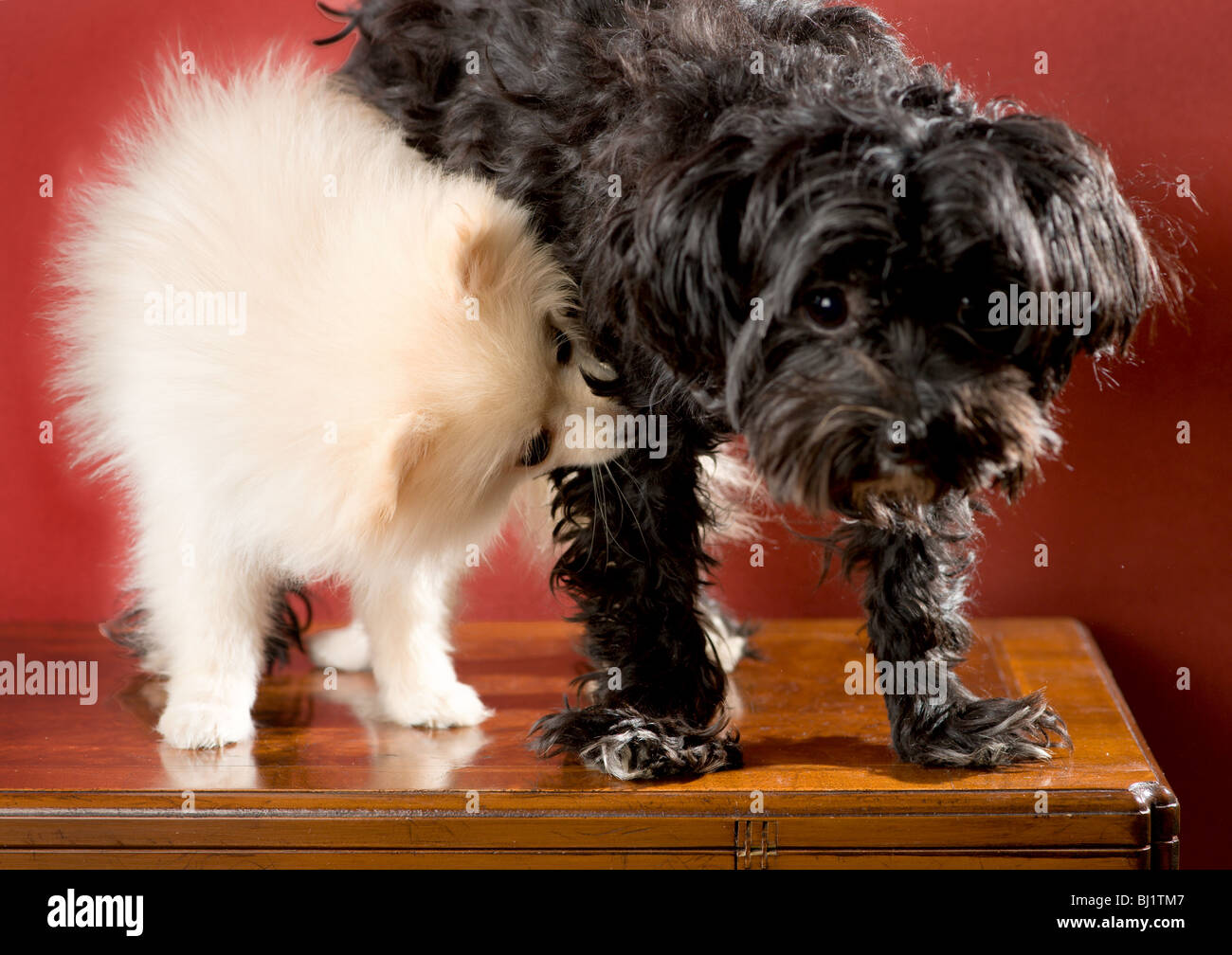 Chiot pomeranian blanc debout à côté d'un noir et blanc mélange yorkshire maltais mordre sa jambe Banque D'Images