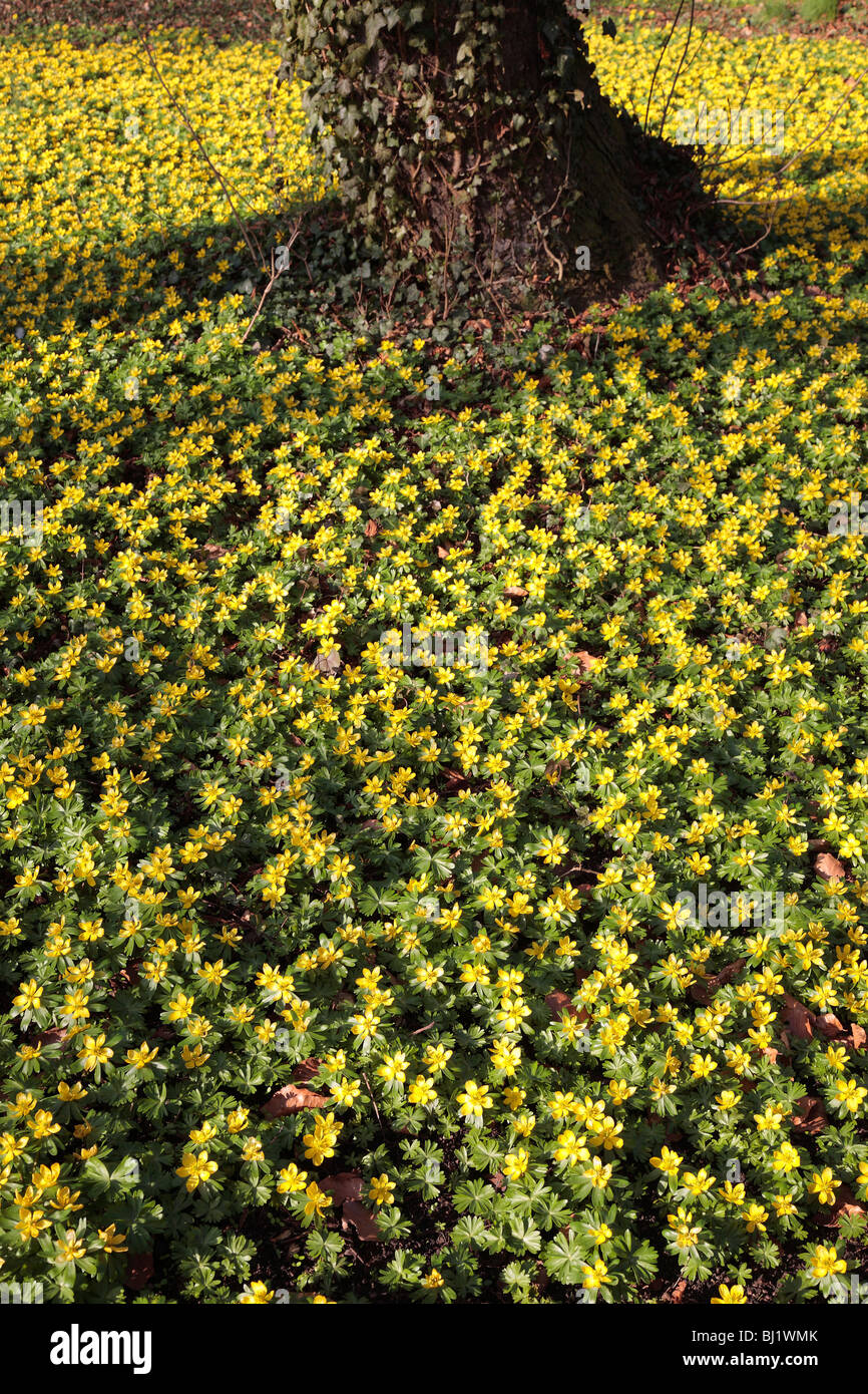 Eranthis hyemalis, aconit d'hiver ; Allemand : Winterlinge Banque D'Images