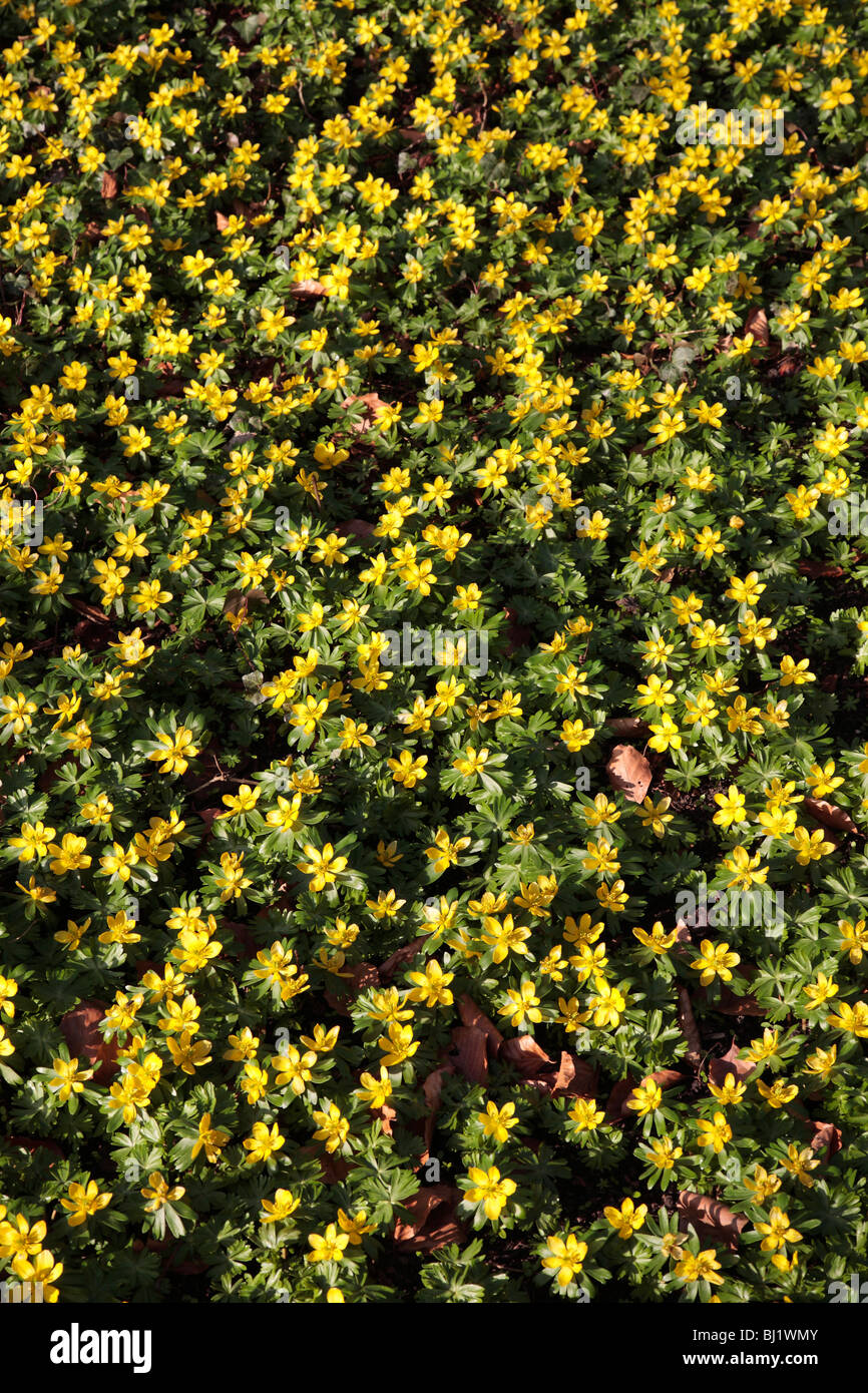 Eranthis hyemalis, aconit d'hiver ; Allemand : Winterlinge Banque D'Images