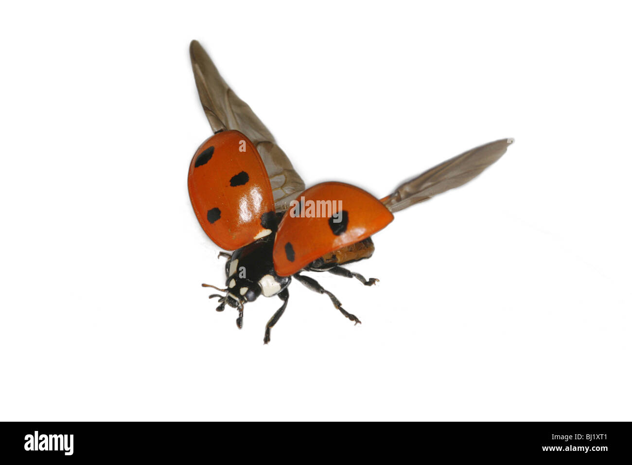 Ladybird pendant le vol Banque D'Images