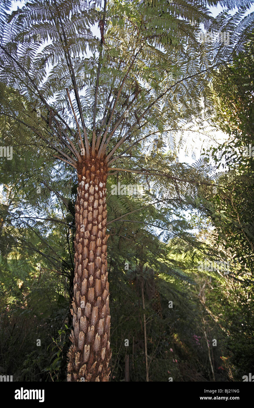 Fougère arborescente australienne (Cyathea cooperi) au Parc National de Lamington. Banque D'Images