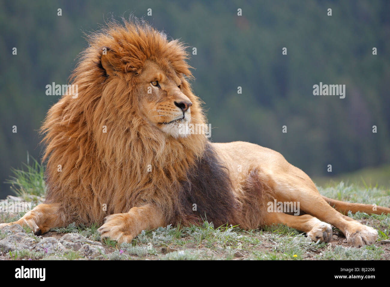 Lion de Barbarie (Panthera leo leo), mensonge mâle. Banque D'Images