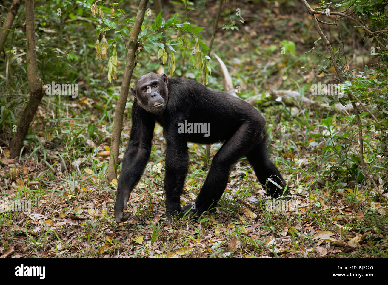 Le chimpanzé mâle adulte, 'Hatari de marche sur un sentier derrière le groupe principal. Banque D'Images