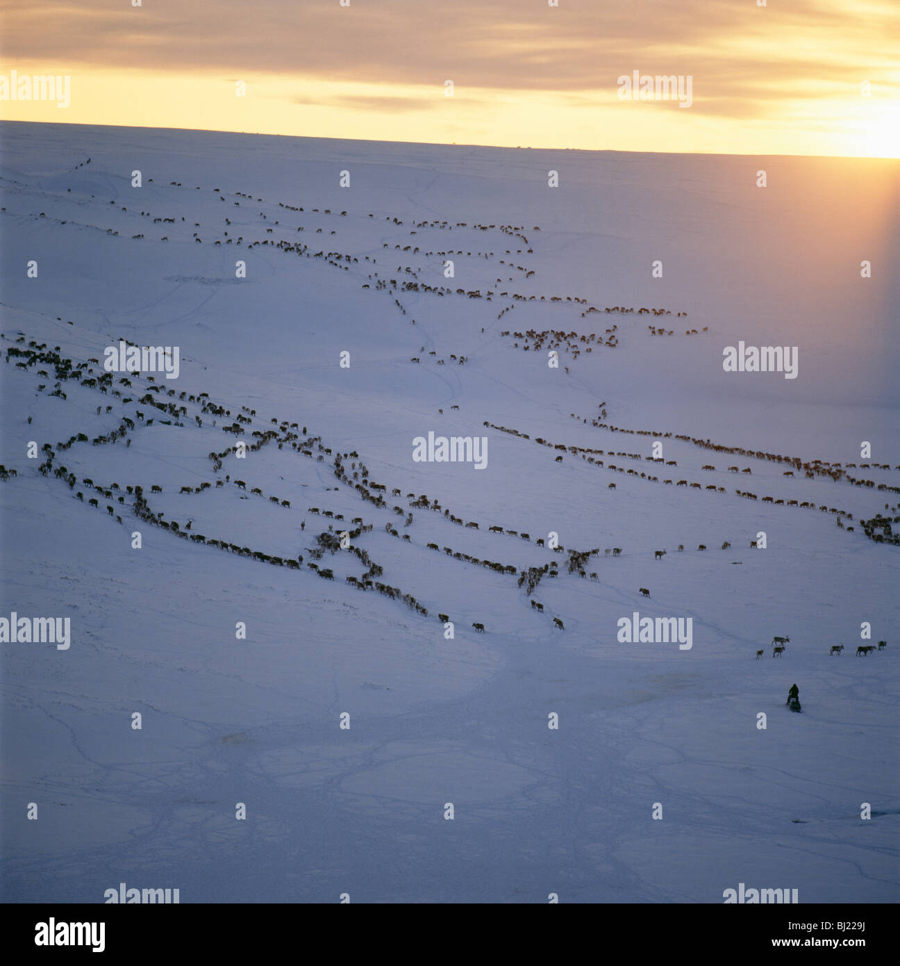 Raindeers en mouvement Banque D'Images