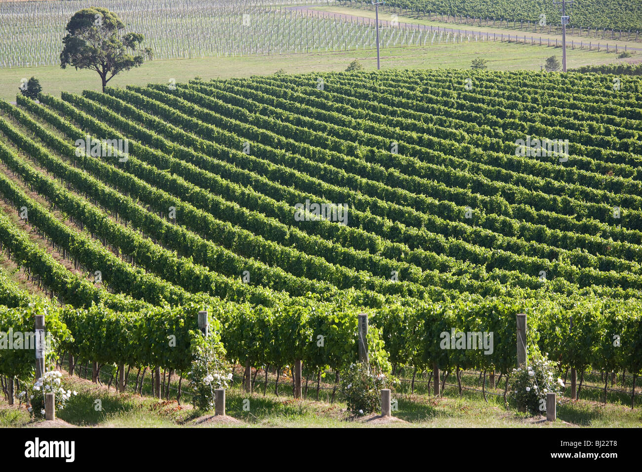 Vignes, vignobles, De Bortoli Yarra Valley, Victoria, Australie Banque D'Images