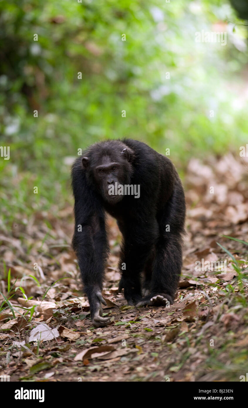 Lumumba', 'ex mâle alpha de la troupe Kyambura dans sa position habituelle, entraînant le reste de la troupe le long d'un sentier forestier. Banque D'Images