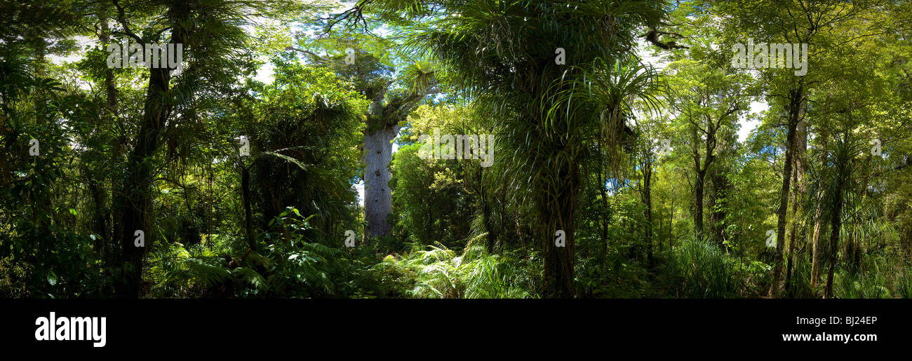 Le plus grand de Nouvelle-Zélande (natif/endémiques) arbre Kauri Tane Mahuta à Waipoua Forest, North Island, New Zealand Banque D'Images