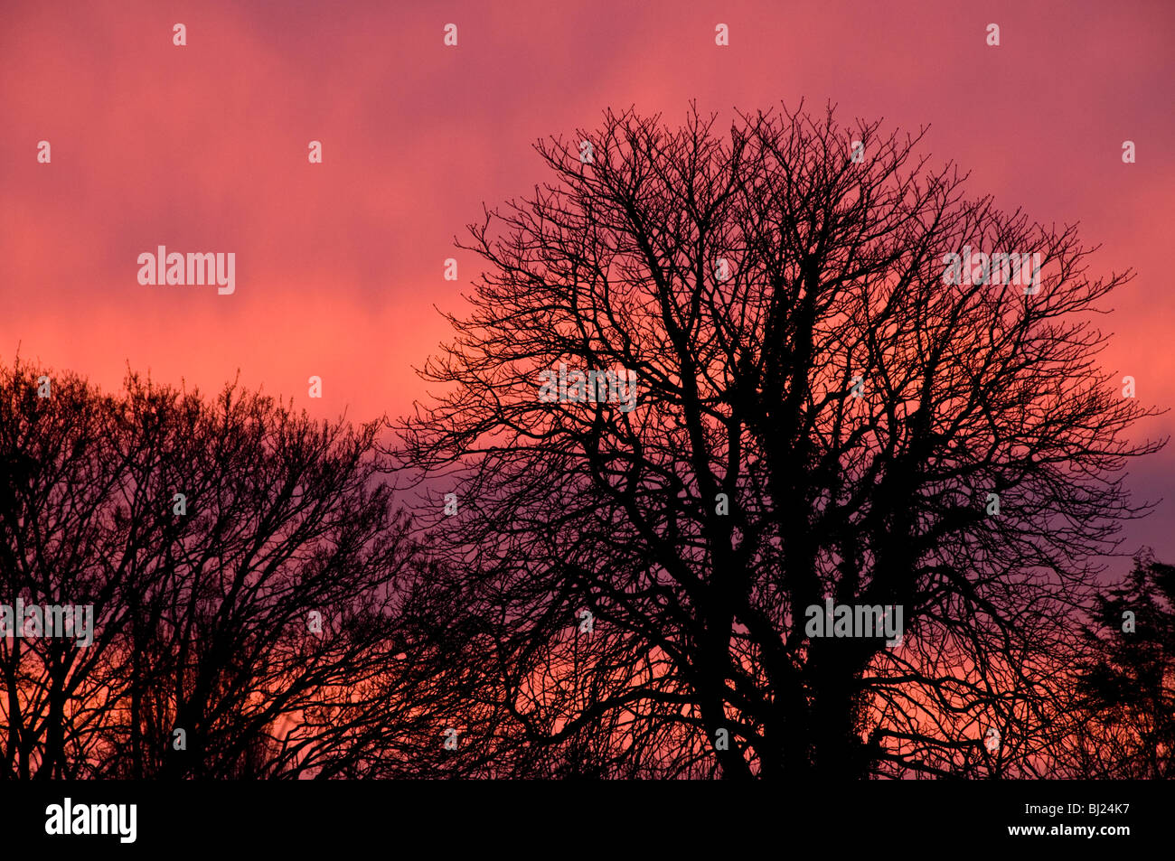 Silhouettes d'arbres contre le ciel orange au lever du soleil, UK Banque D'Images