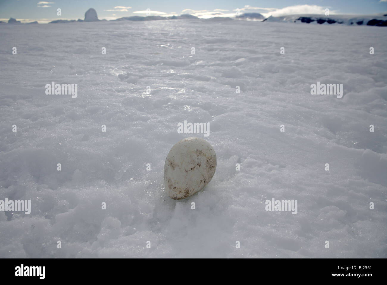 Manchot Empereur, Aptenodytes forsteri, oeuf à la neige Hills island, Antarctic Peninsula Banque D'Images