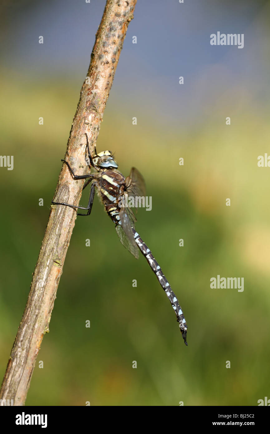 Hawker Aeshna juncea commun Banque D'Images