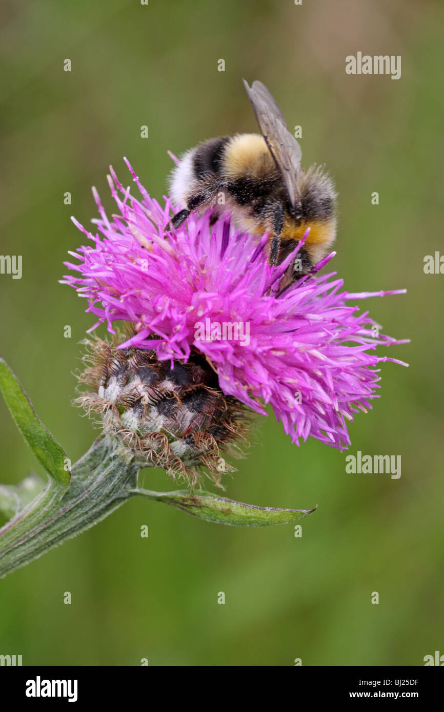 Buff-tailed Bumblebee Bombus terrestris, travailleur Banque D'Images