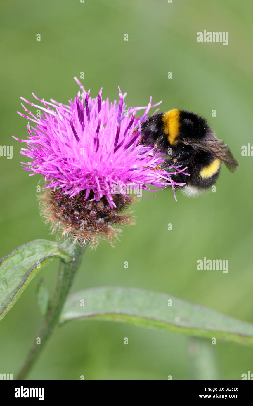 White-tailed bumblebee, Bombus lucorum fleur rose Banque D'Images