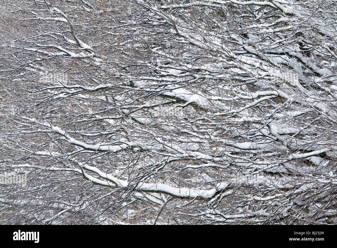 Chêne, Quercus robur, branches couvertes de neige, l'hiver Banque D'Images