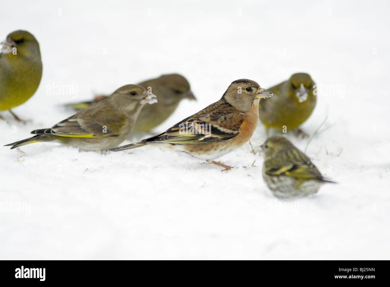 Pinson du Nord, Fringilla montifringilla, et Greenfinches, Carduelis chloris, la recherche de nourriture en hiver, le jardin, Allemagne Banque D'Images