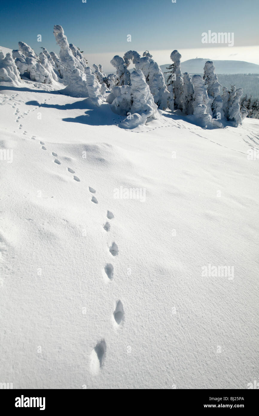 Fox européen, les pistes dans la neige, montagnes du Harz, Basse-Saxe, Allemagne Banque D'Images