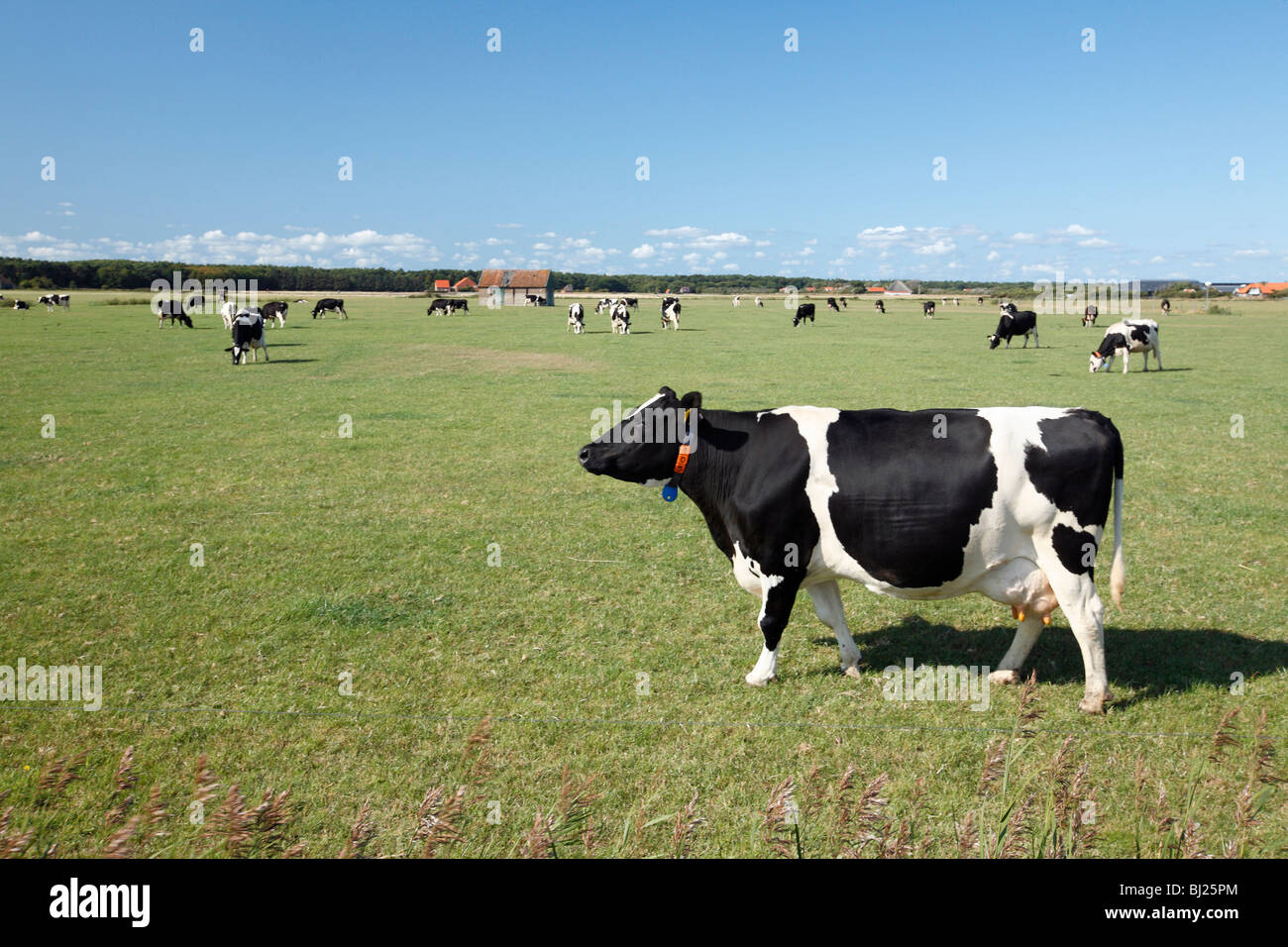 Les bovins de race Frisonne sur pré, île de Texel, Hollande Banque D'Images