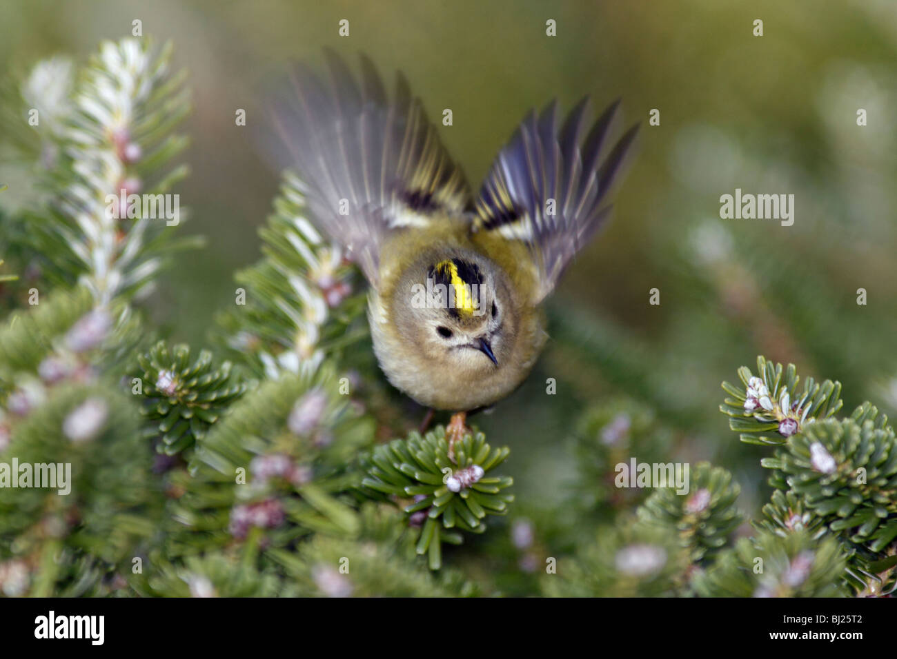 Goldcrest (Regulus regulus), la recherche de nourriture en sapin, Allemagne Banque D'Images