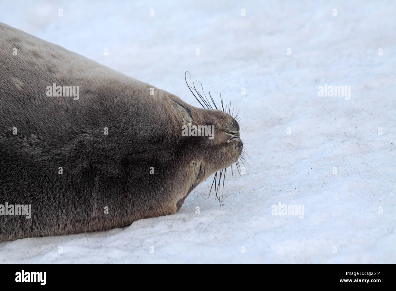 Phoque de Weddell, Leptonychotes weddellii, couchée à Brown Bluff, péninsule antarctique Banque D'Images