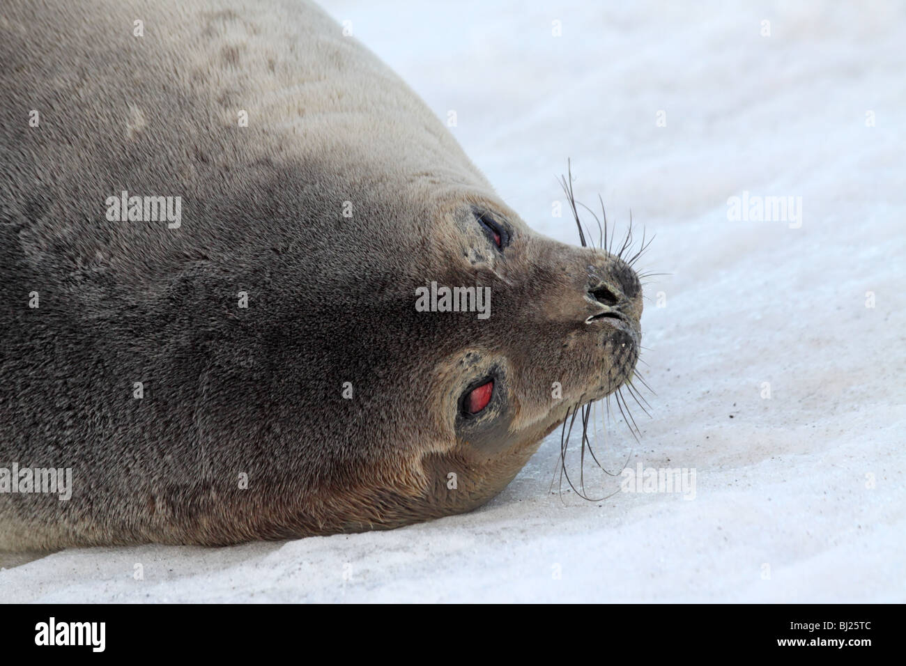 Phoque de Weddell, Leptonychotes weddellii, couchée à Brown Bluff, péninsule antarctique Banque D'Images