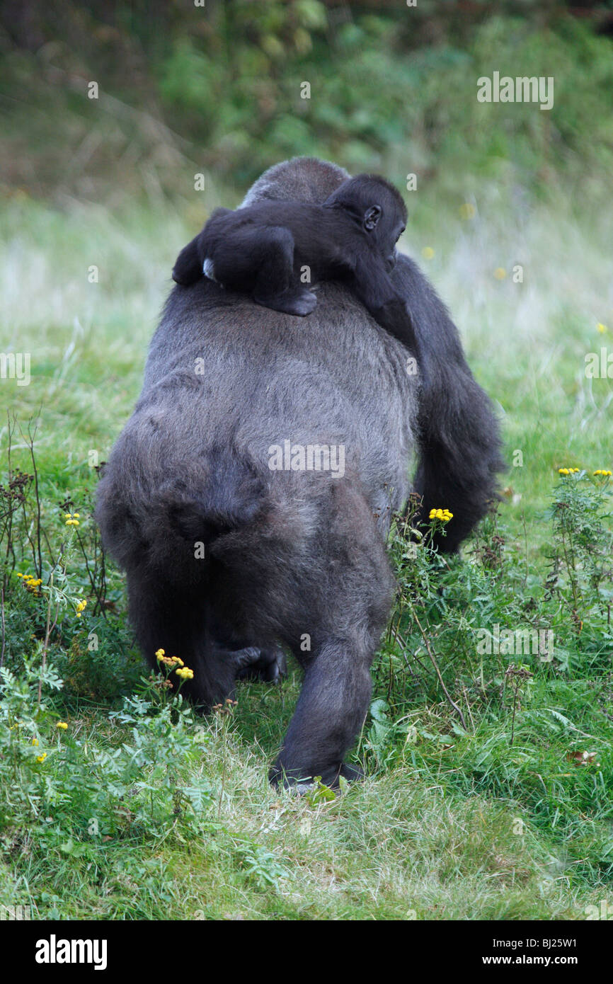 Gorille de plaine de l'ouest (Gorilla gorilla gorilla), transportant les jeunes femmes sur le dos Banque D'Images