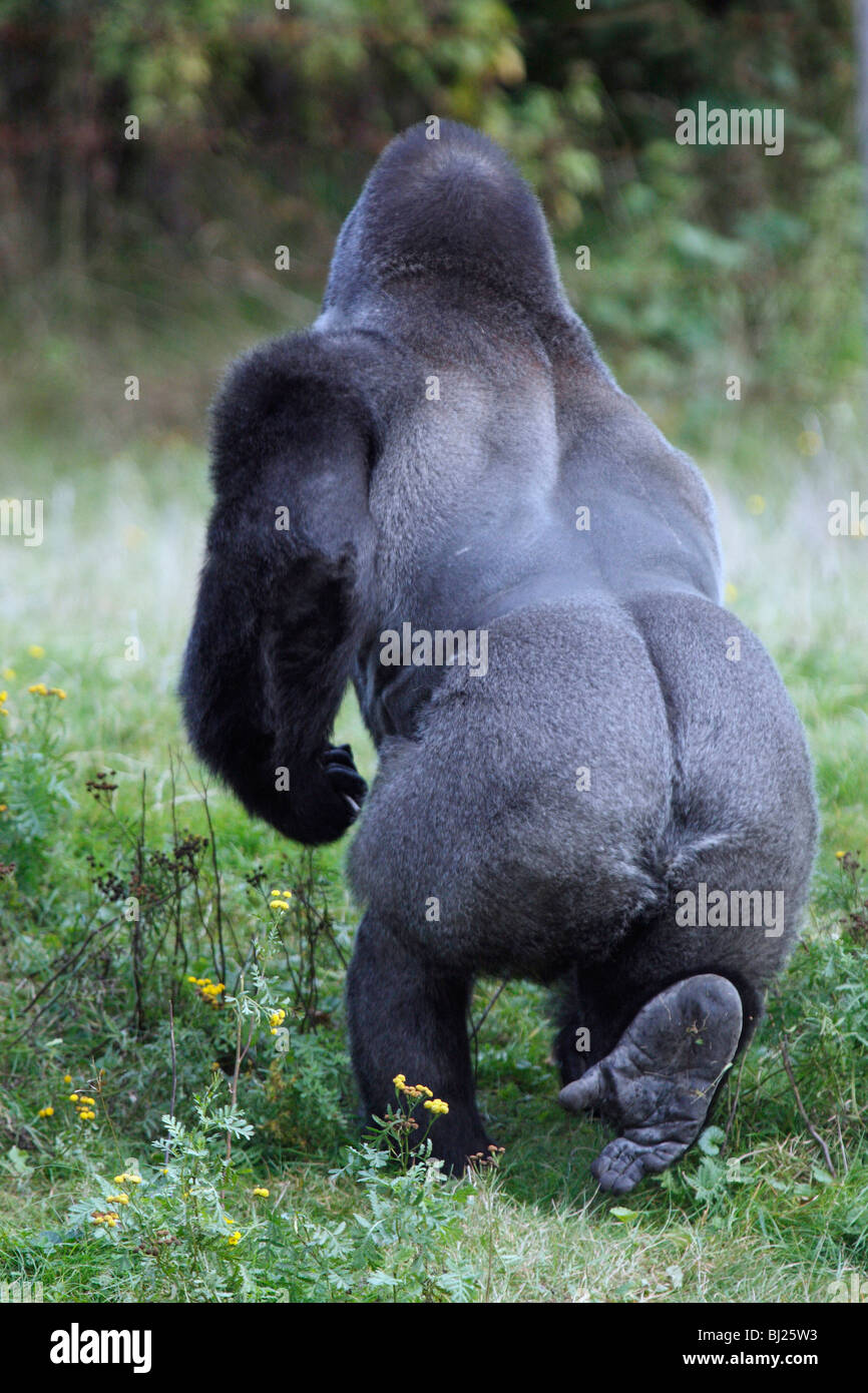 Gorille de plaine de l'ouest (Gorilla gorilla gorilla), mâle adulte ou dos argenté, walking away Banque D'Images