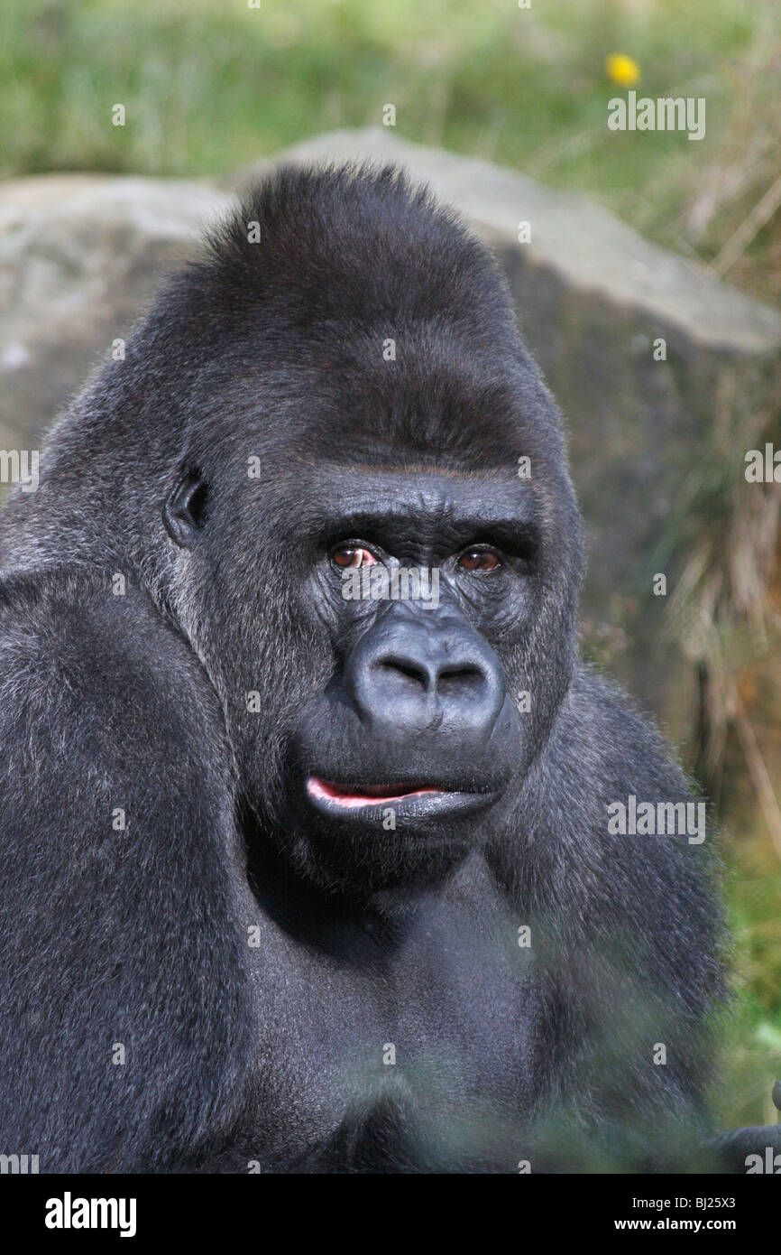 Gorille de plaine de l'ouest (Gorilla gorilla gorilla), mâle adulte ou dos argenté, montrant l'expression faciale Banque D'Images