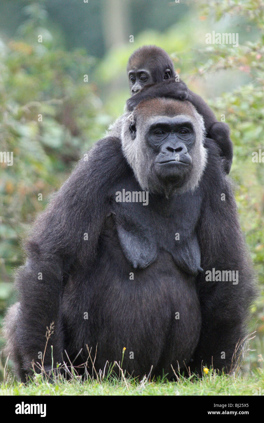 Gorille de plaine de l'ouest (Gorilla gorilla gorilla), avec les jeunes femmes sur le dos Banque D'Images