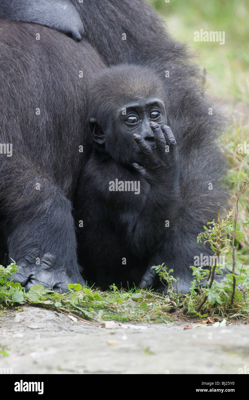 Gorille de plaine de l'ouest (Gorilla gorilla gorilla), femme avec bébé ludique Banque D'Images