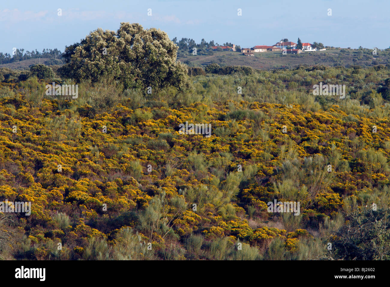 L'ajonc (Ulex europeas scrub), la floraison dans le Parc National de Tejo, Alentejo, Portugal Banque D'Images