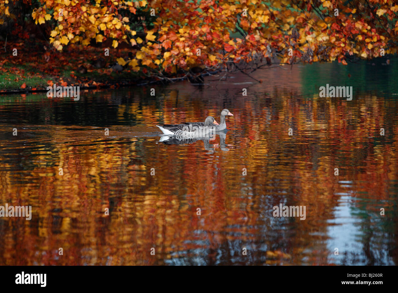 Oie cendrée (Anser anser), paire natation sur le lac en automne, Allemagne Banque D'Images