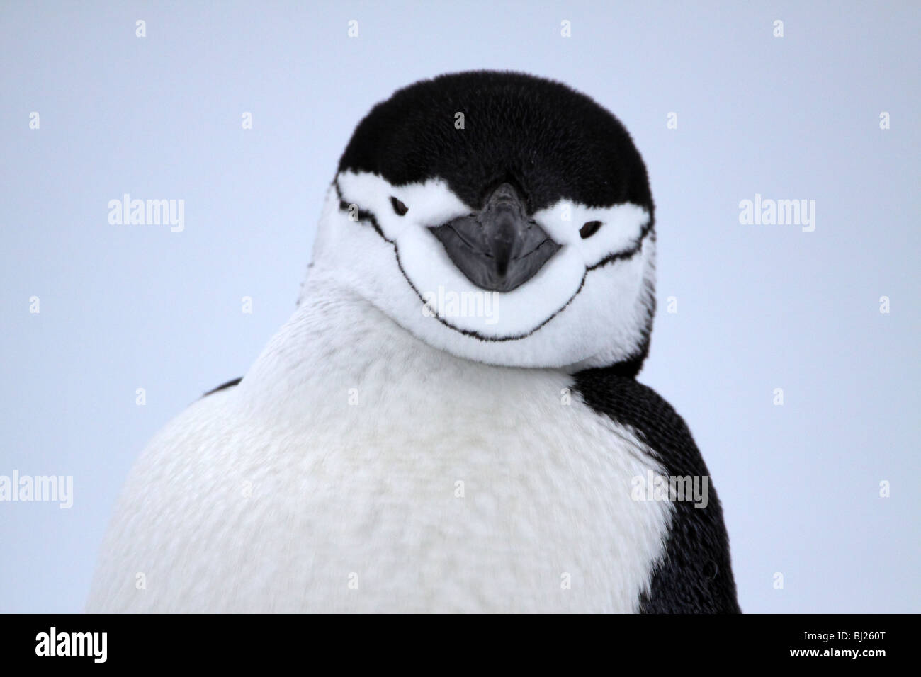 Manchot à jugulaire, Pygoscelis antarctica, gros plan du visage à l'île Halfmoon, péninsule antarctique Banque D'Images