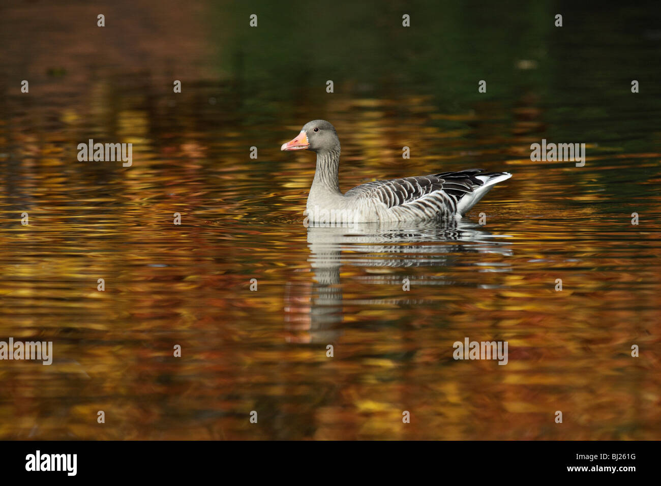 Oie cendrée (Anser anser), natation sur le lac en automne, Allemagne Banque D'Images