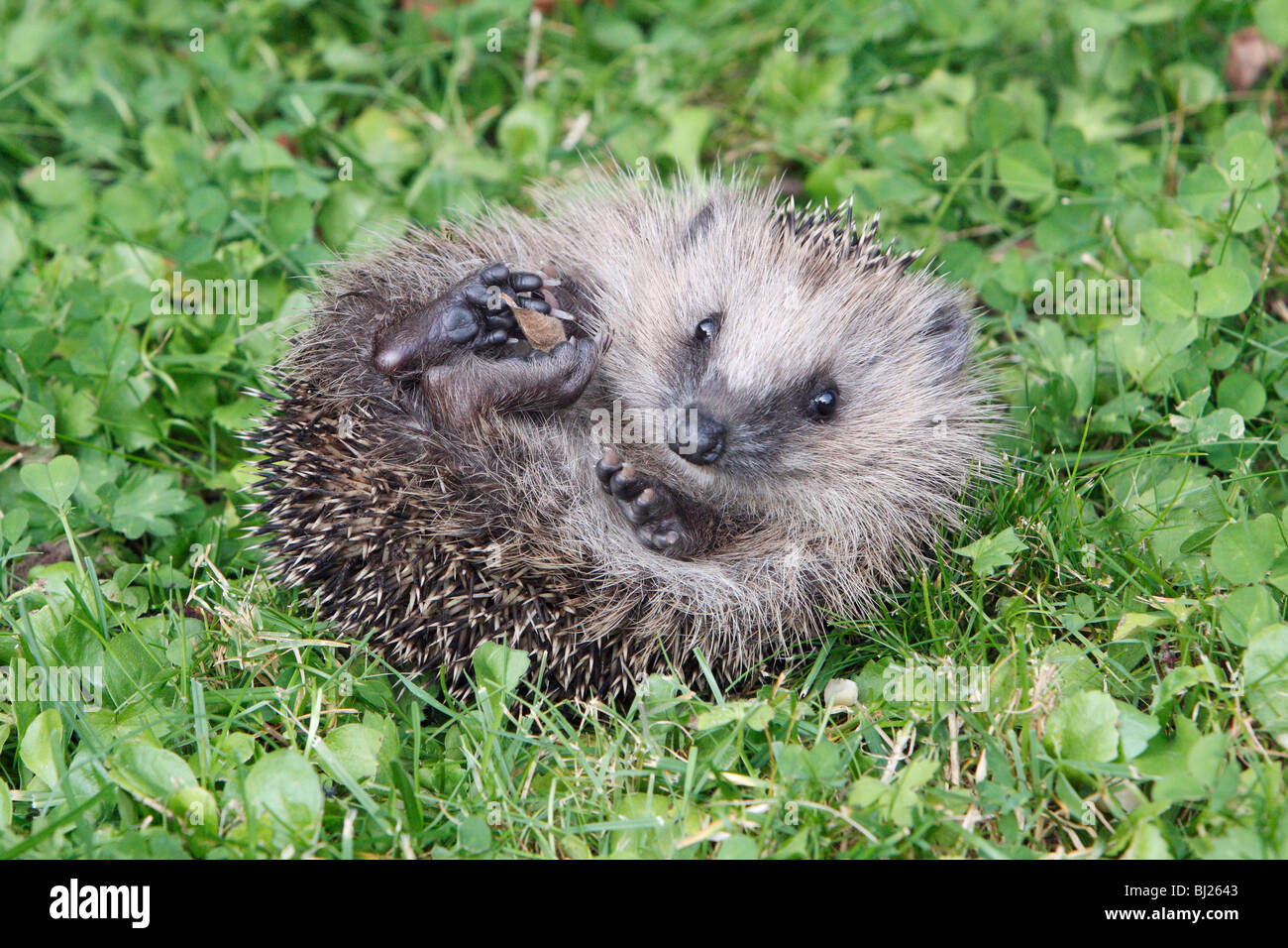 Hérisson européen (Erinaceus europaeus) jeune animal déroulant lui-même dans le jardin Banque D'Images