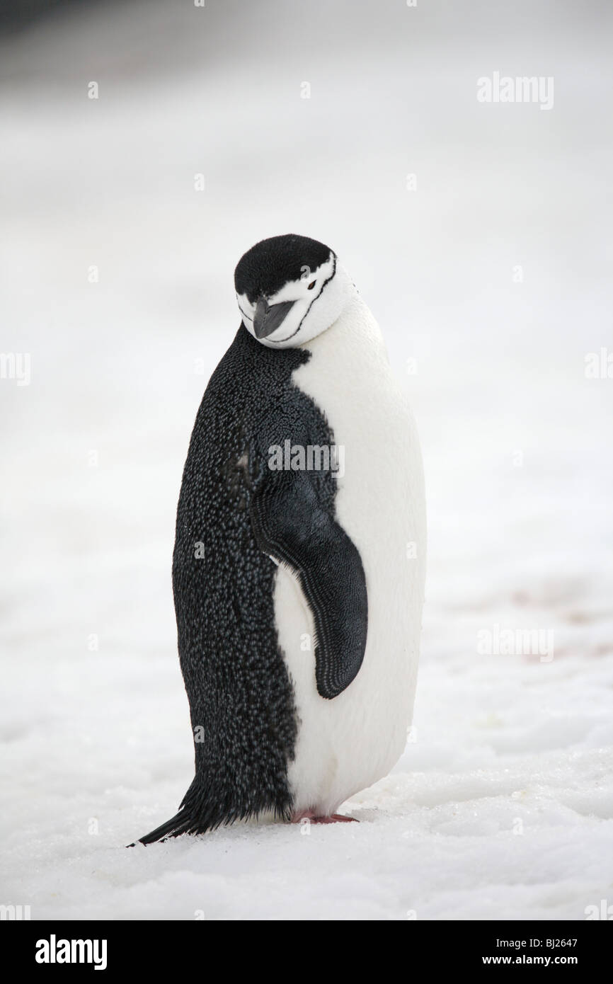 Manchot à jugulaire, Pygoscelis antarctica, Halfmoon Island, Antarctic peninsula Banque D'Images