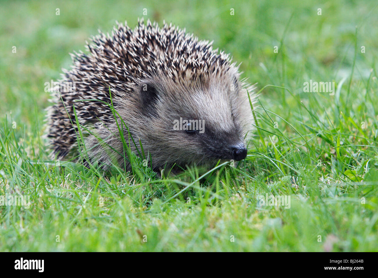 Hérisson européen (Erinaceus europaeus) jeune animal in garden Banque D'Images