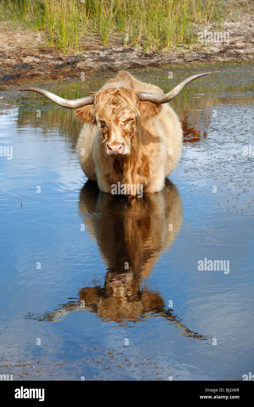 Scottish Highland bovins (Bos primigenius), vache debout dans l'eau, l'île de Texel, Hollande Banque D'Images