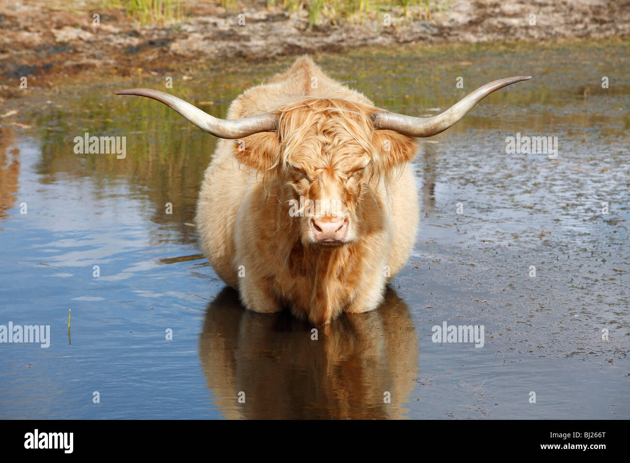 Scottish Highland bovins (Bos primigenius), vache debout dans l'eau, l'île de Texel, Hollande Banque D'Images