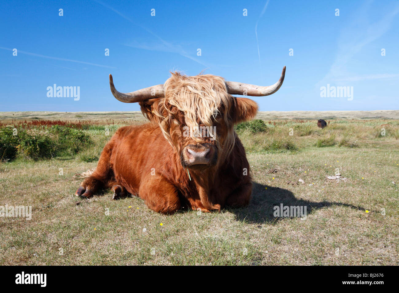 Scottish Highland bovins (Bos primigenius), Bull se reposant dans le parc national des dunes de sable, l'île de Texel, Hollande Banque D'Images