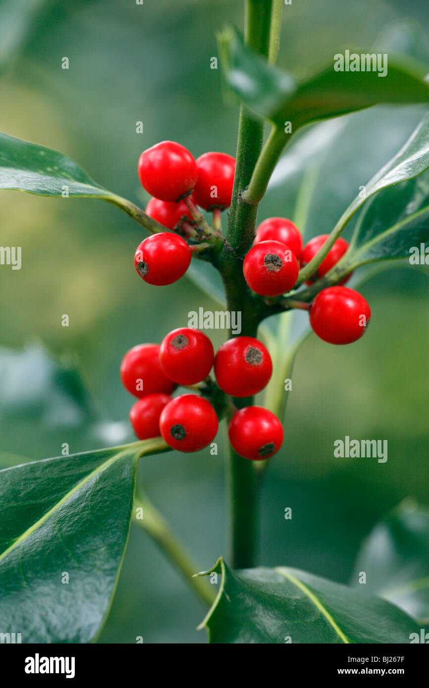 Le houx (Ilex aquifolium), close up de baies et de feuilles, Allemagne Banque D'Images