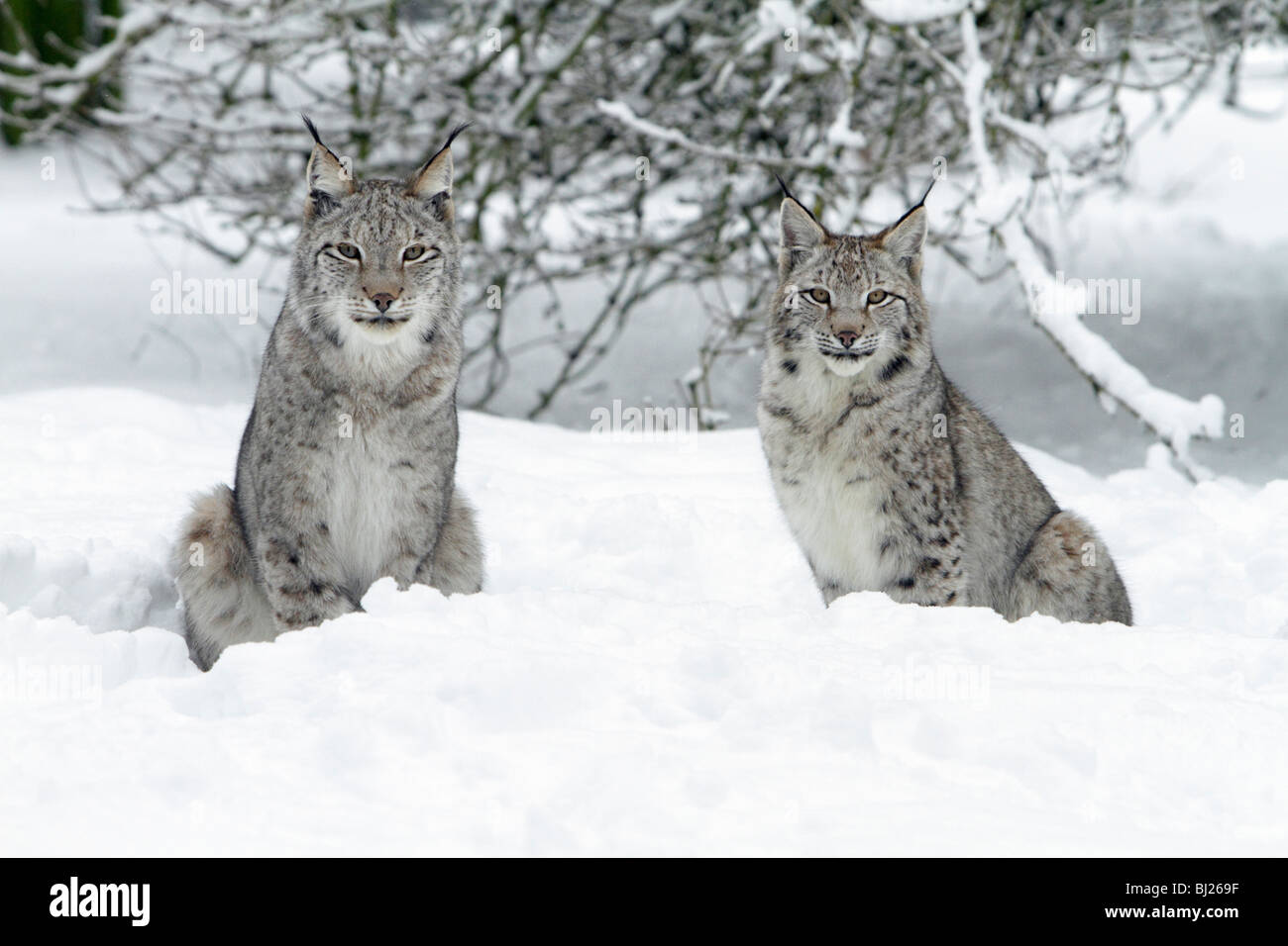 Felis lynx, Lynx, deux assis dans la neige, Allemagne Banque D'Images